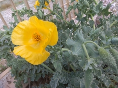 Glaucium flavum