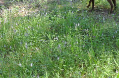 Orbexilum pedunculatum