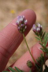 Astragalus didymocarpus