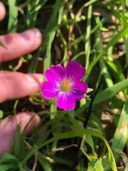 Calandrinia menziesii