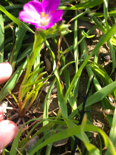Calandrinia menziesii, photograph 3
