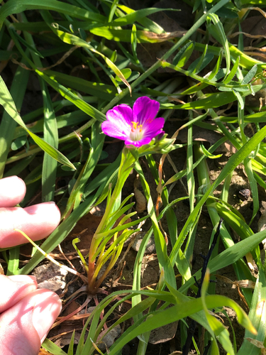 Calandrinia menziesii, photograph 2