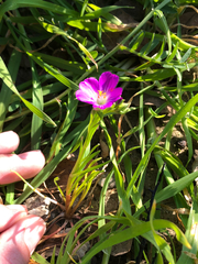(c) Kyle Elshoff, some rights reserved (CC BY) Calandrinia menziesii, photograph (c) Kyle Elshoff, some rights reserved (CC BY)