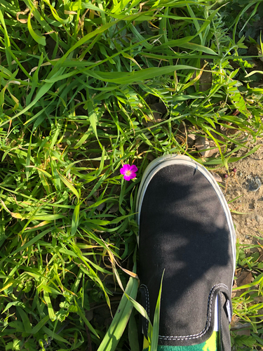 Calandrinia menziesii, photograph 6