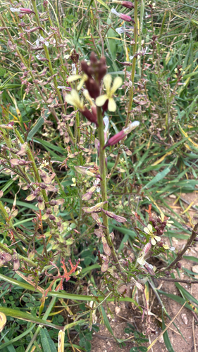 Ward's Weed