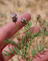 Astragalus didymocarpus