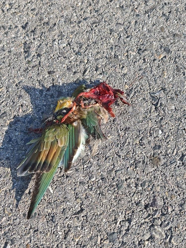 European Bee-eater