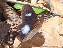 Pierella hortona