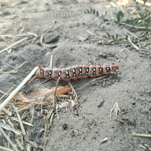 Leafy Spurge Hawkmoth