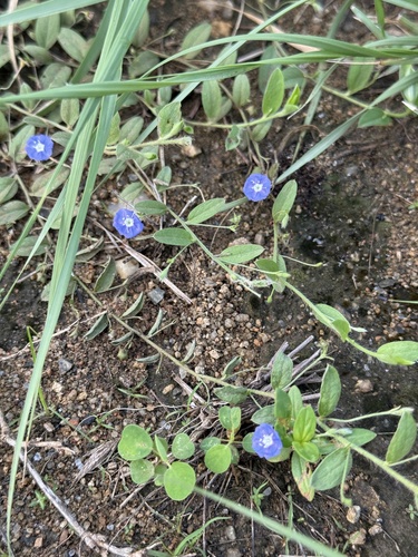 tropical speedwell