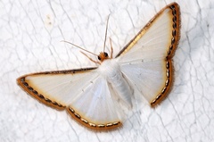 Leuciris fimbriaria