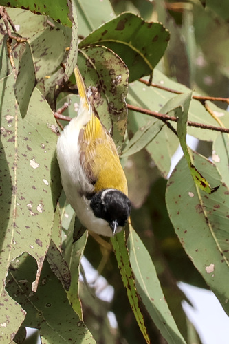White-throated Honeyeater