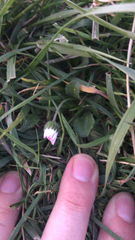 Bellis perennis