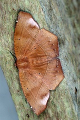 Microgonia perfulvata