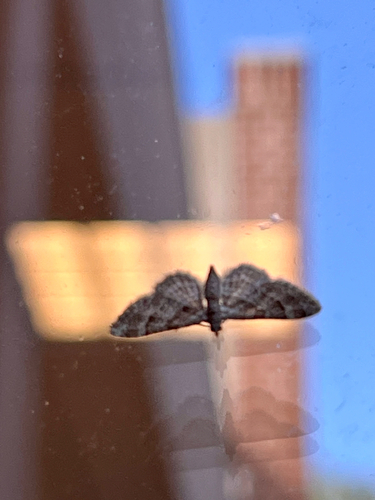 Double-striped Pug