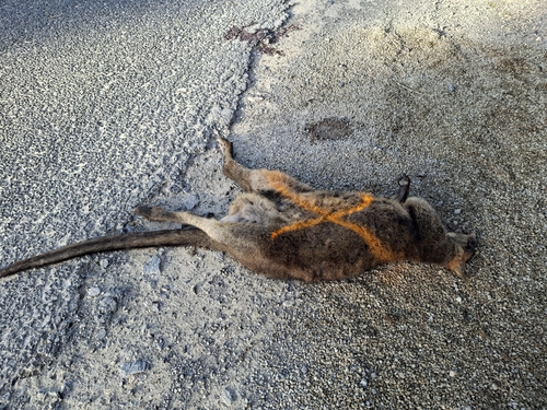 Swamp Wallaby