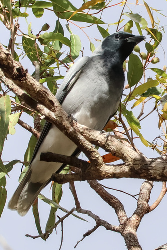 Black-faced Cuckooshrike