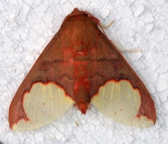 Pseudepimolis incarnata