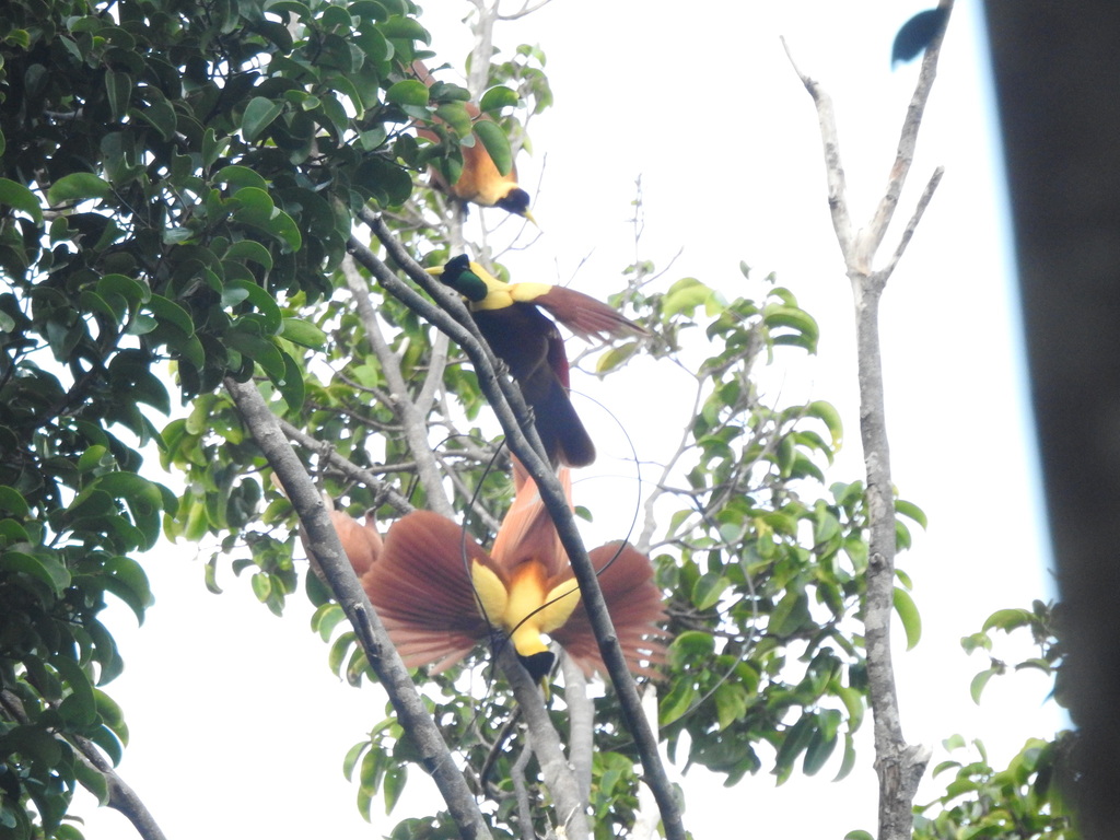 Cendrawasih merah (Paradisaea rubra)