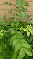 Lonicera