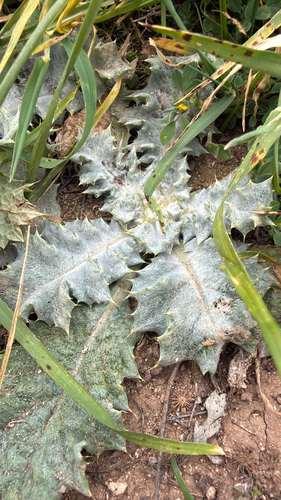 stemless cotton-thistle