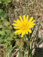 Tragopogon pratensis