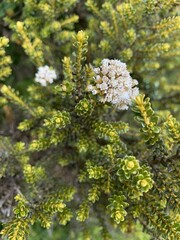 Ozothamnus vauvilliersii, photograph (c) Lorraine Cook, some rights reserved (CC BY)