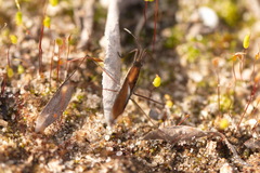 Limnoporus rufoscutellatus