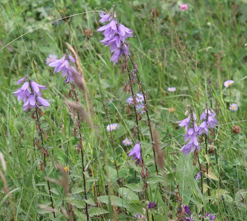 Creeping Bellflower