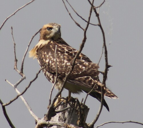 Red-tailed Hawk