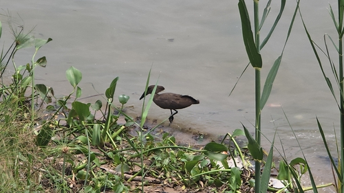 Hamerkop