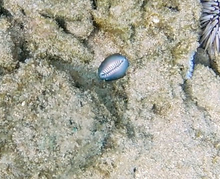 Monetaria caputserpentis observed 2026-08-05