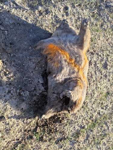 Mainland Wombat