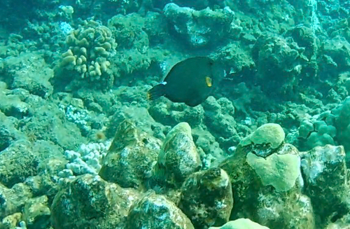 Cantherhines sandwichiensis observed 2026-08-05