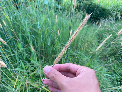 Setaria sphacelata observed 2026-08-05