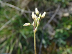 Cerastium pumilum glutinosum
