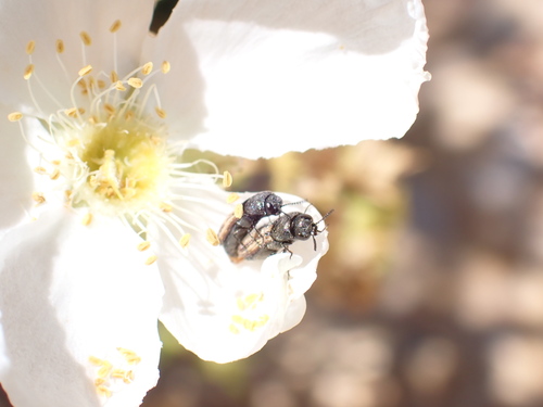 Acmaeodera quadrivittatoides