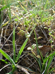 Cerastium pumilum glutinosum