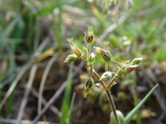 Cerastium pumilum glutinosum