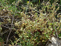 Cerastium pumilum glutinosum