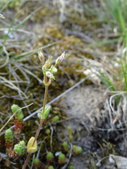 Cerastium pumilum glutinosum
