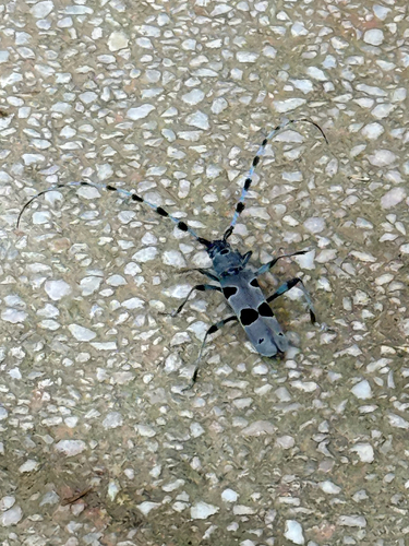 Alpine longhorn Rosalia
