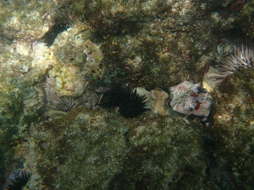 Echinometra oblonga, 2026-08-03