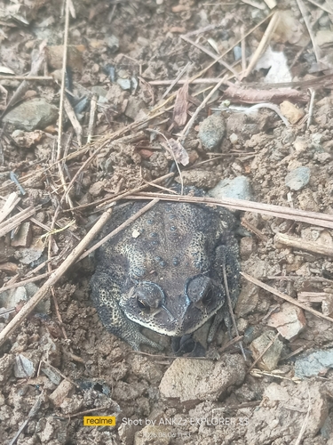 Asian Common Toad