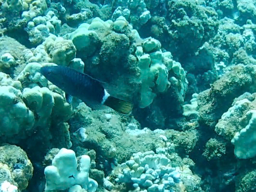 Oxycheilinus unifasciatus, 2026-08-05