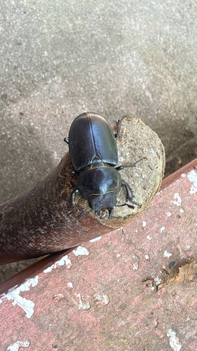 Lucanus ibericus