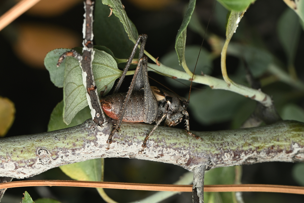 Black-dotted Shieldback