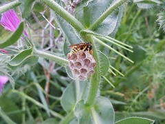 Polistes gallicus