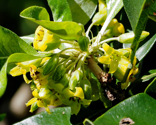 Pittosporum pancheri observed 2026-08-06