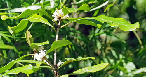 Pittosporum cherrieri observed 2026-08-06